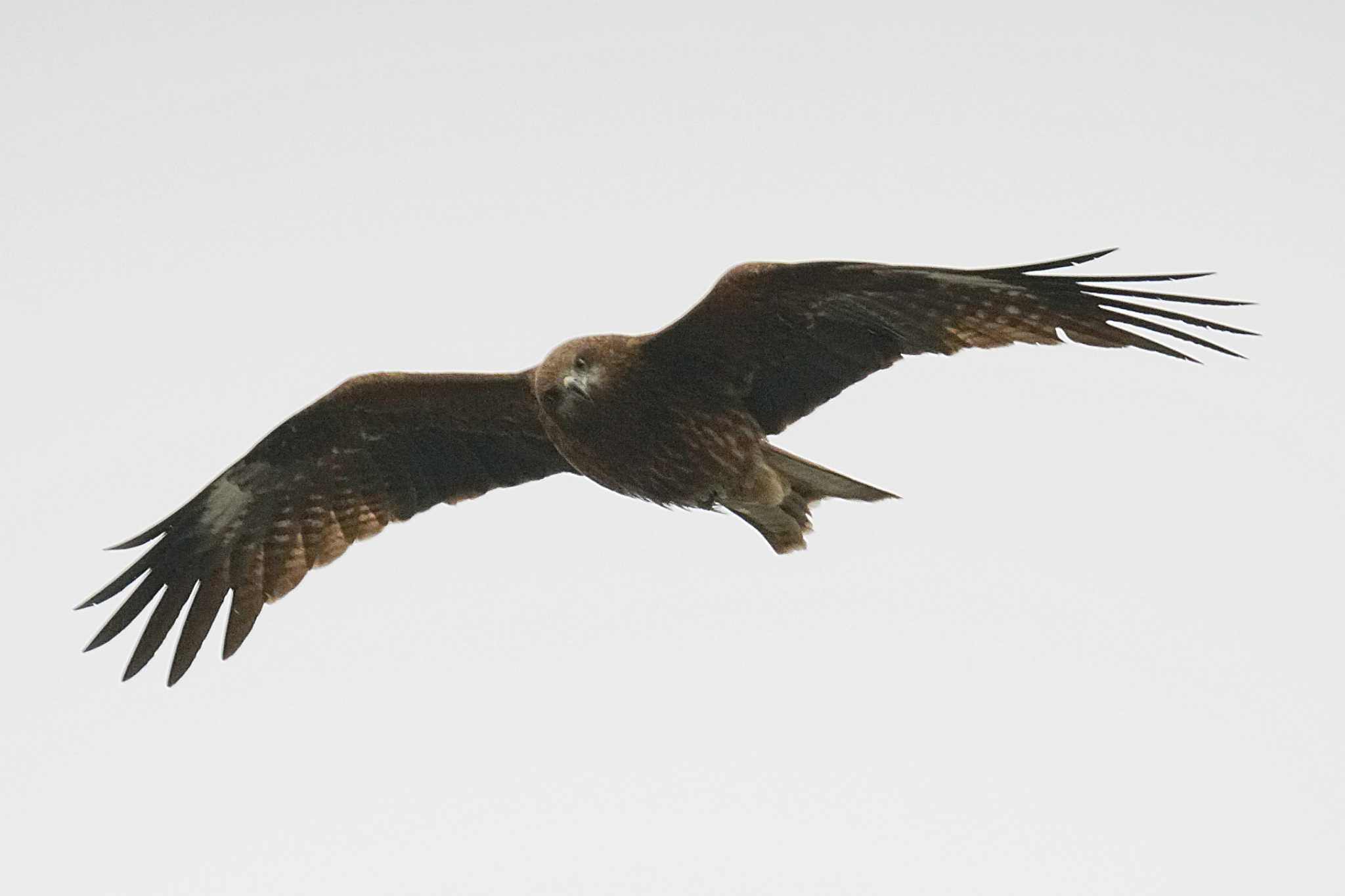 Black Kite