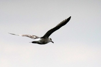 Slaty-backed Gull 野島公園 Sat, 2/17/2024