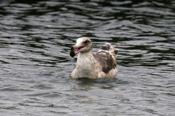 Slaty-backed Gull 野島公園 Sat, 2/17/2024