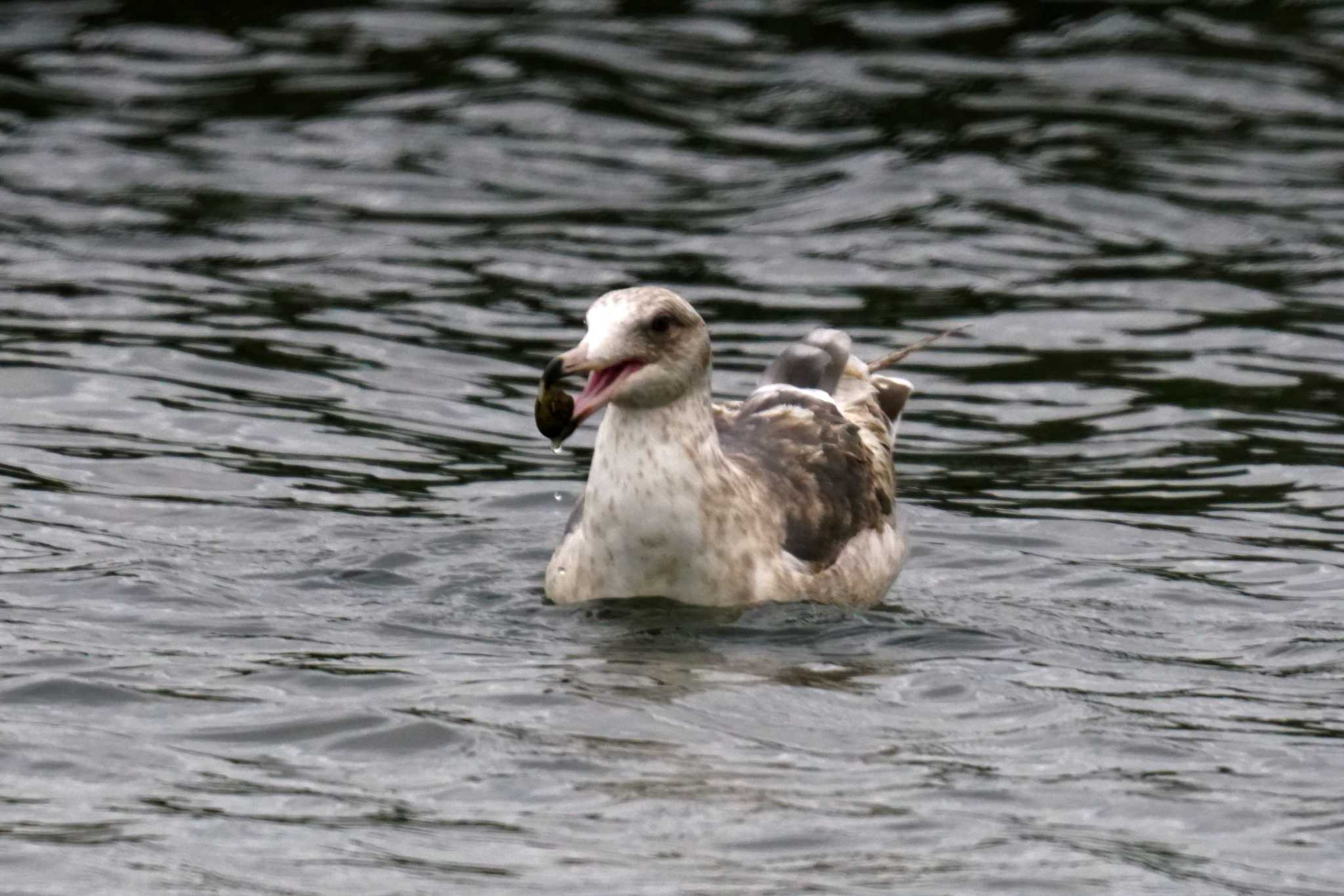 Slaty-backed Gull