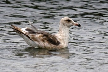 Slaty-backed Gull 野島公園 Sat, 2/17/2024