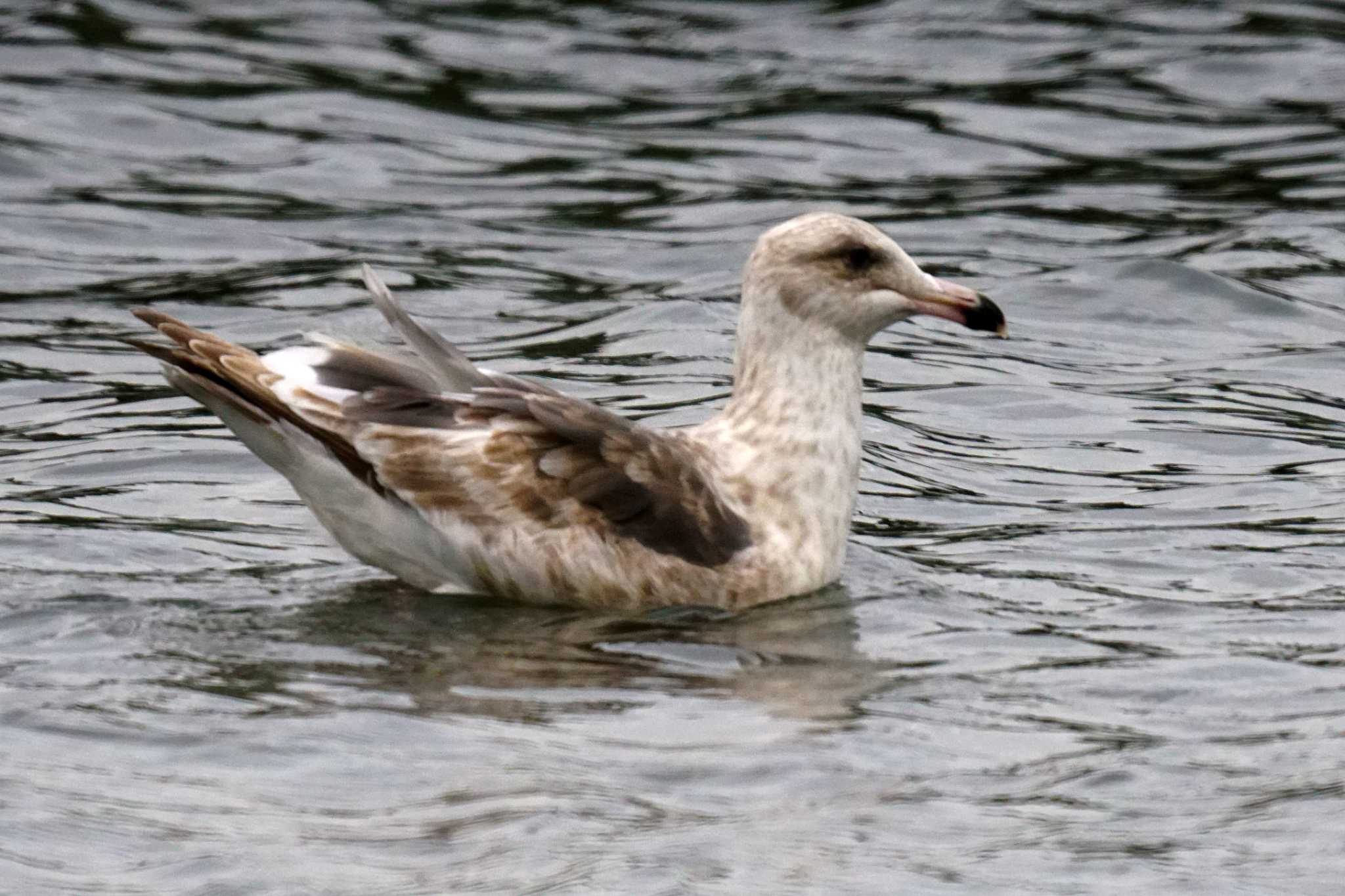 Slaty-backed Gull