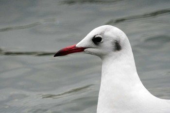 Black-headed Gull 野島公園 Sat, 2/17/2024