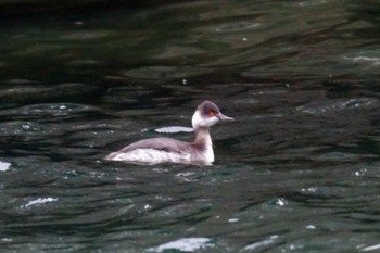 Black-necked Grebe 野島公園 Sat, 2/17/2024