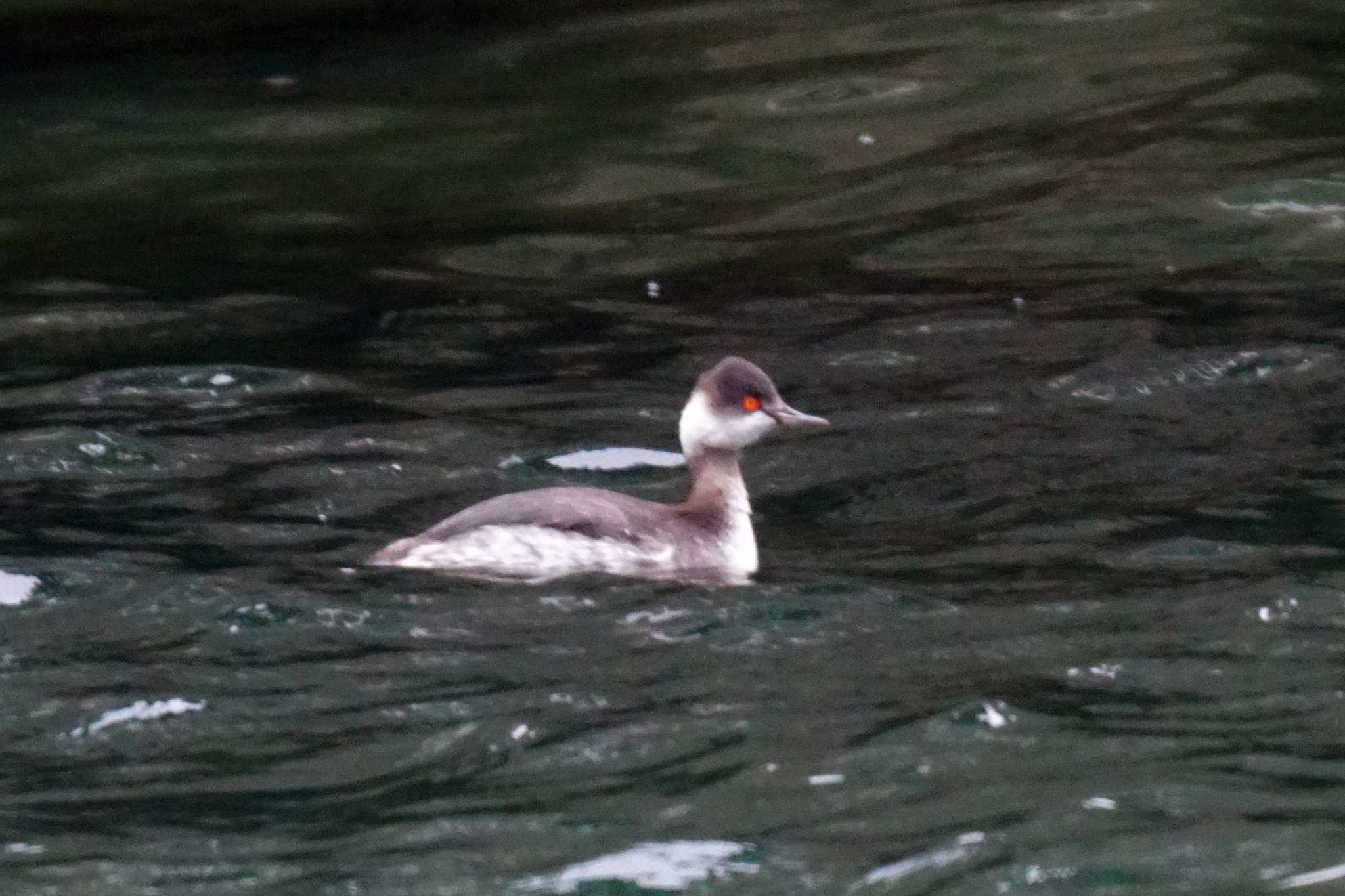 Black-necked Grebe