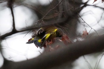 Grey-capped Greenfinch 野島公園 Sat, 2/17/2024