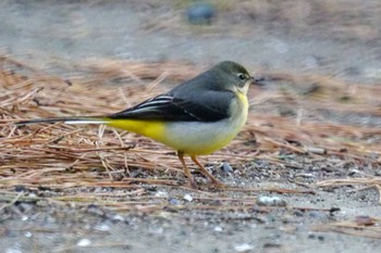 キセキレイ 野島公園 2024年2月17日(土)