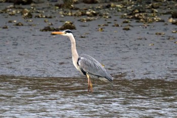 Grey Heron 野島公園 Sat, 2/17/2024