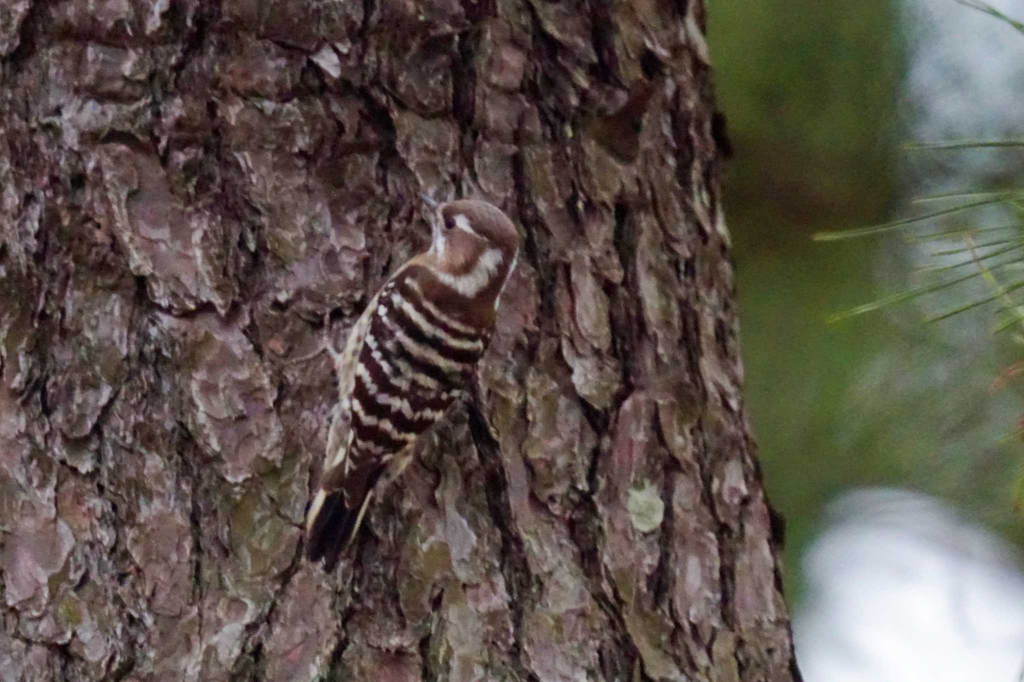 Japanese Pygmy Woodpecker