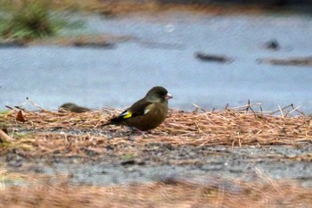 カワラヒワ 野島公園 2024年2月17日(土)