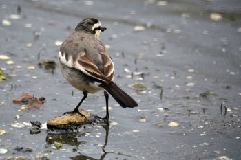 White Wagtail 野島公園 Sat, 2/17/2024