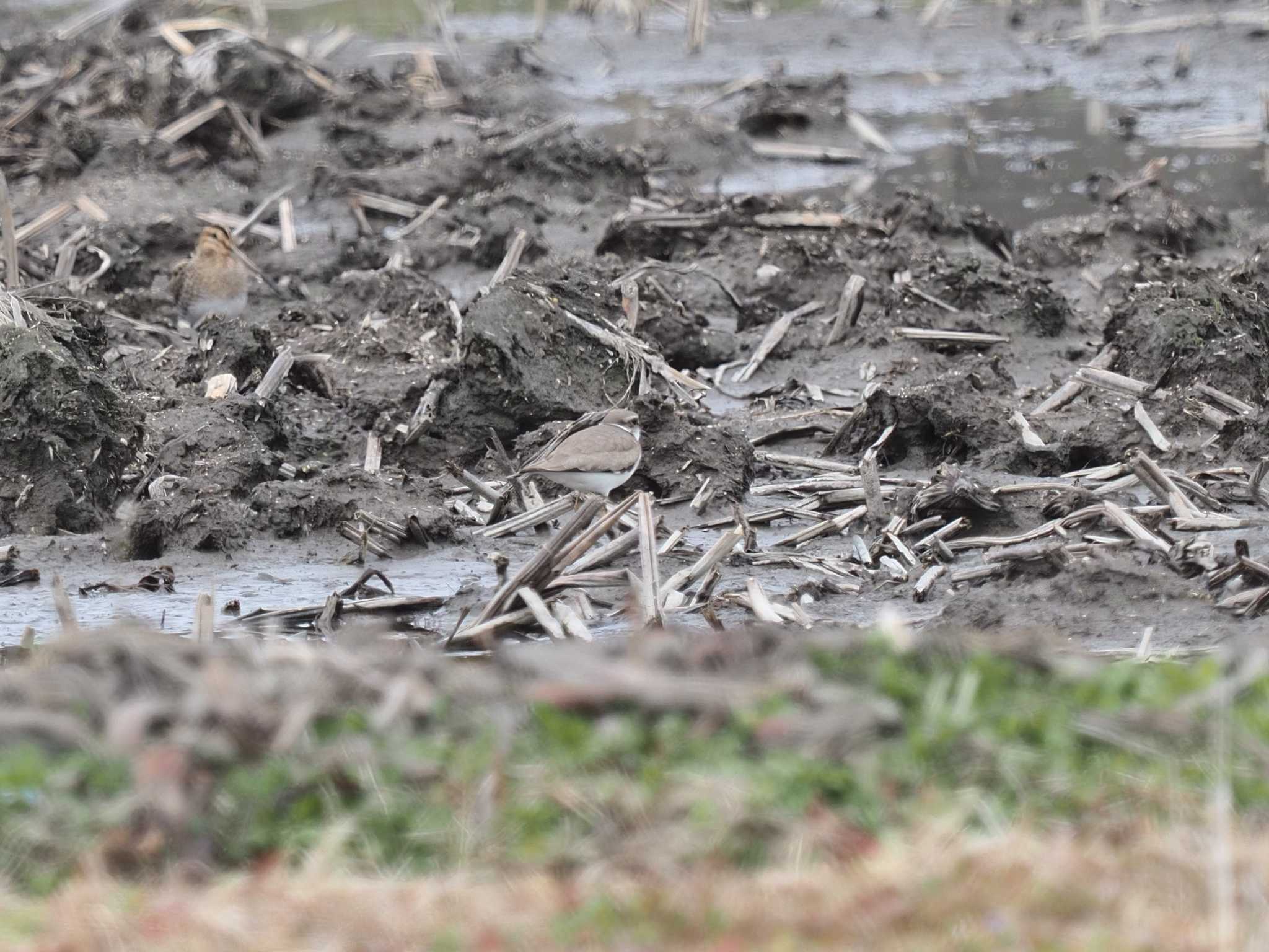 Little Ringed Plover