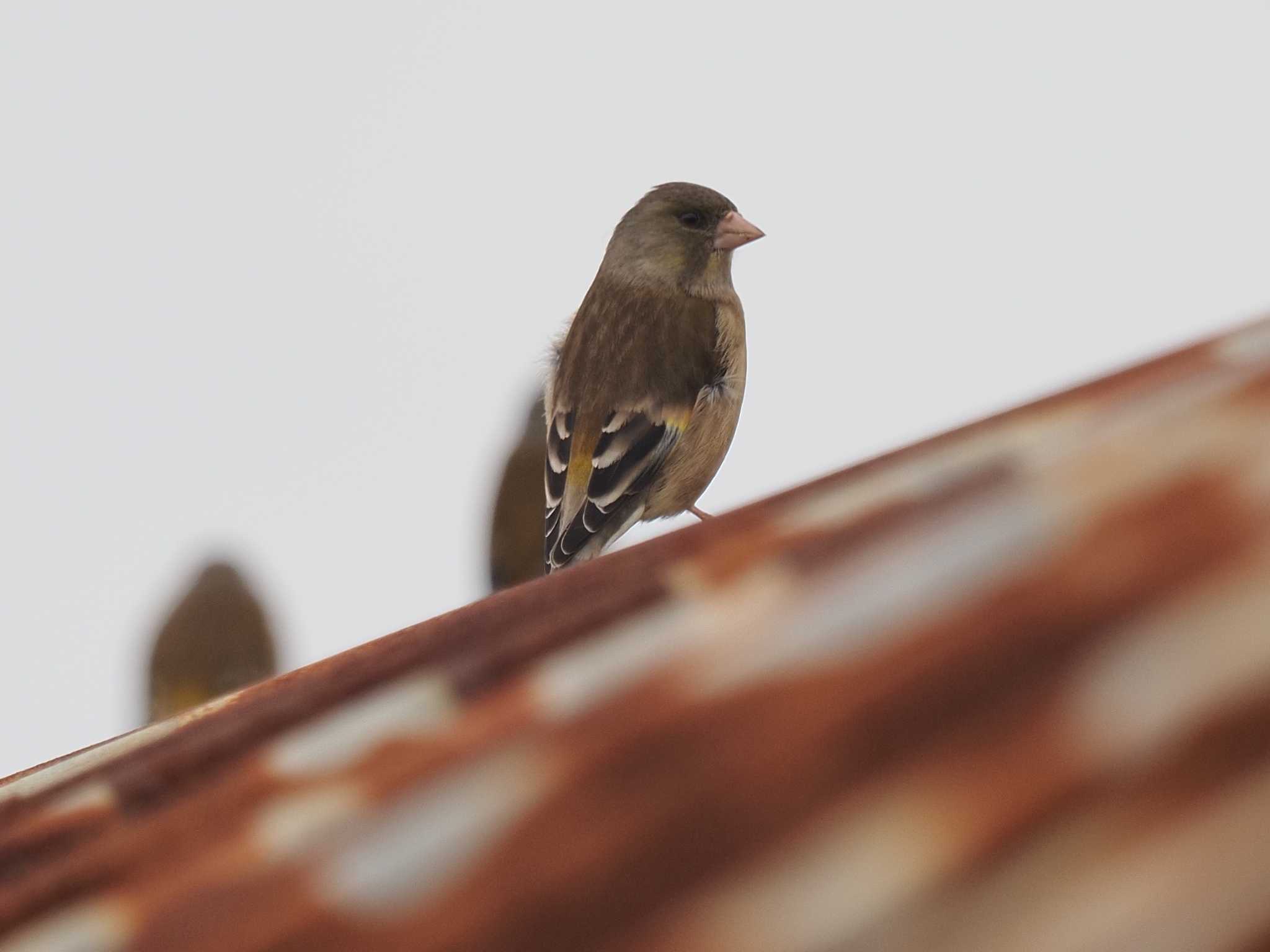 Grey-capped Greenfinch