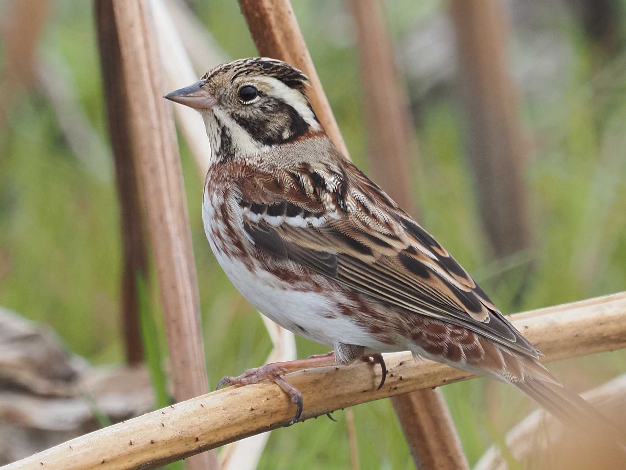 Rustic Bunting