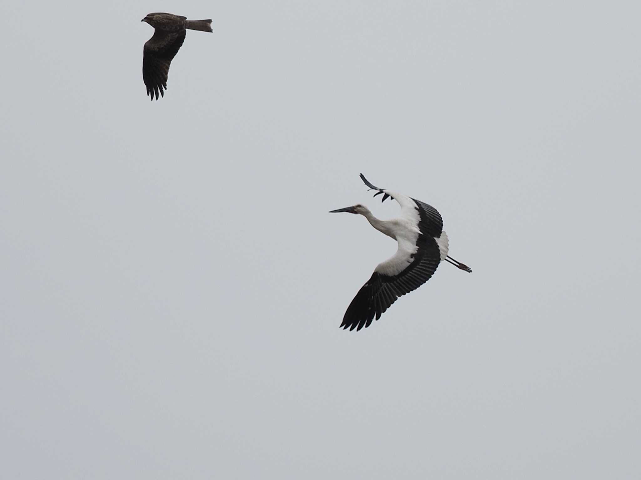 Oriental Stork