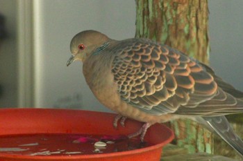 Oriental Turtle Dove 仙台市青葉区 Sat, 2/17/2024