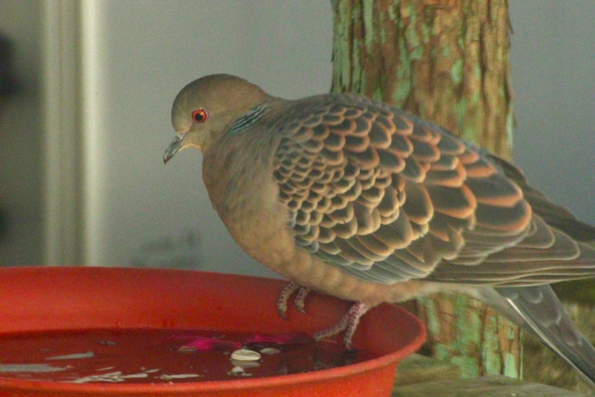 Photo of Oriental Turtle Dove at 仙台市青葉区 by モズもず