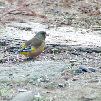 Grey-capped Greenfinch 仙台市青葉区 Sat, 2/17/2024