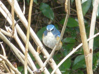 2024年2月17日(土) 21世紀の森と広場(千葉県松戸市)の野鳥観察記録