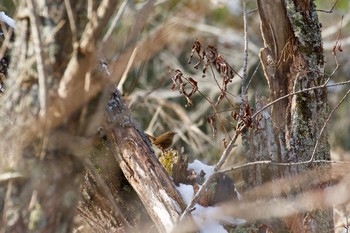 ミソサザイ 西岡公園(西岡水源地) 2018年11月25日(日)