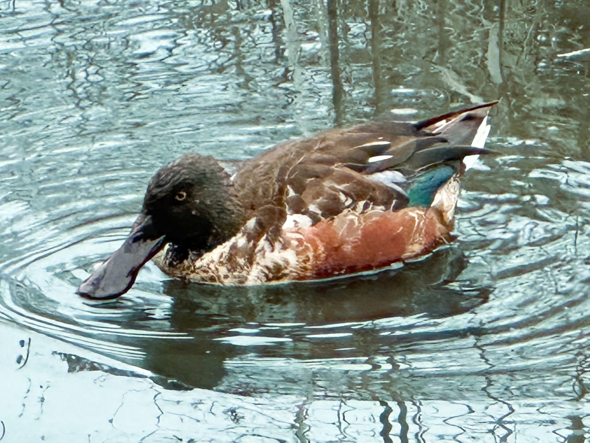 Northern Shoveler