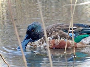 Northern Shoveler Maioka Park Sat, 2/17/2024