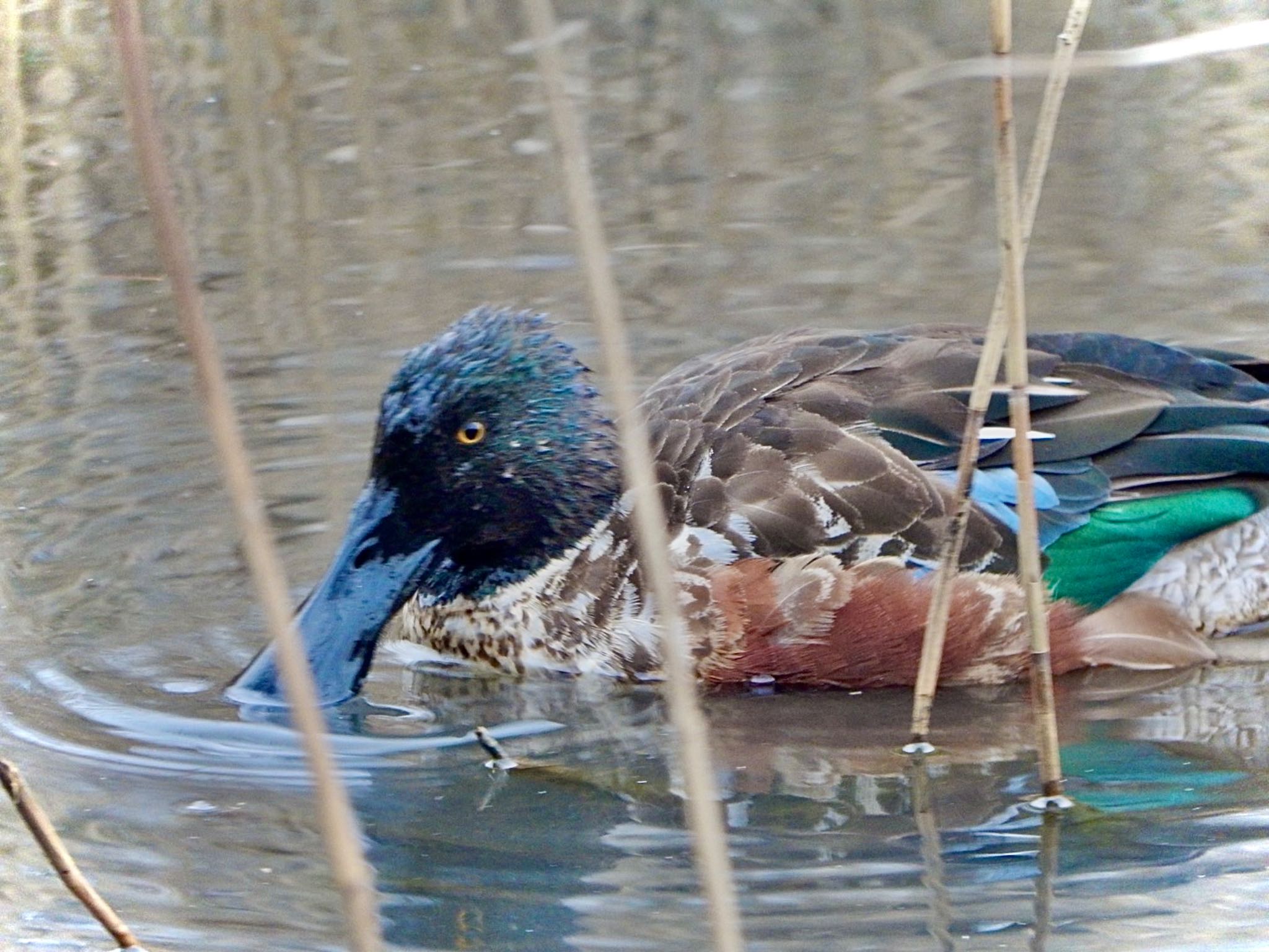 Northern Shoveler