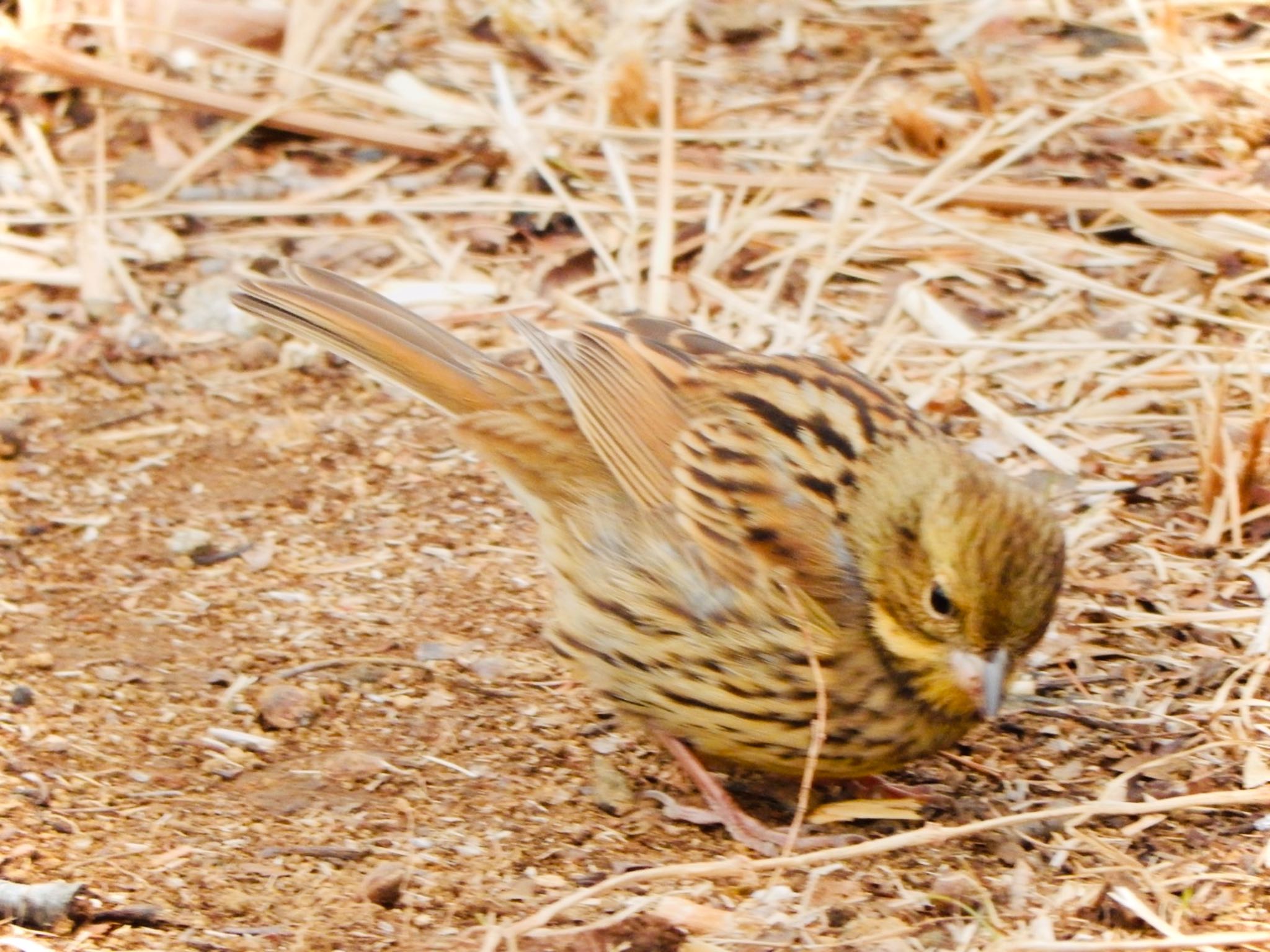 Masked Bunting