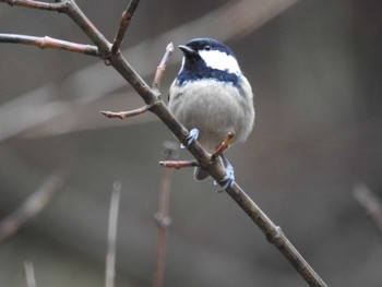 2024年2月17日(土) 早戸川林道の野鳥観察記録