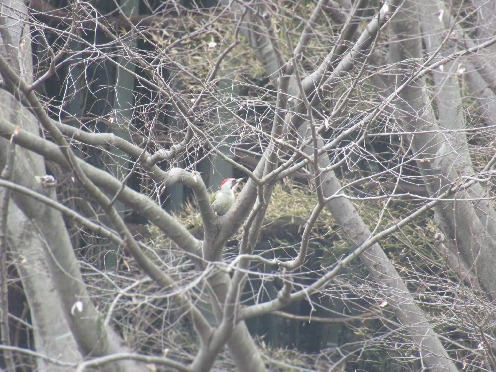 Japanese Green Woodpecker