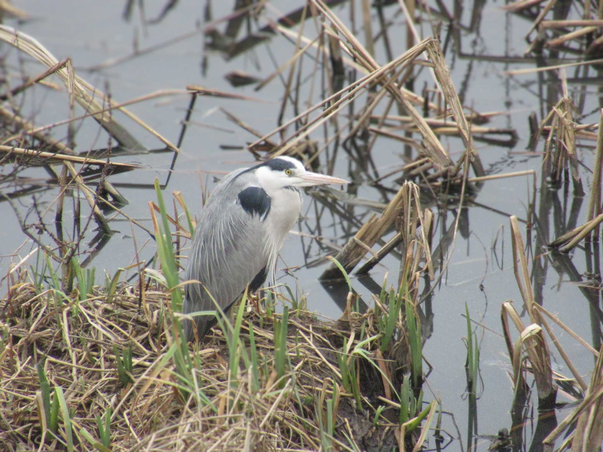 Grey Heron