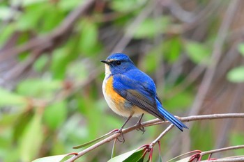 Red-flanked Bluetail Unknown Spots Sat, 2/17/2024