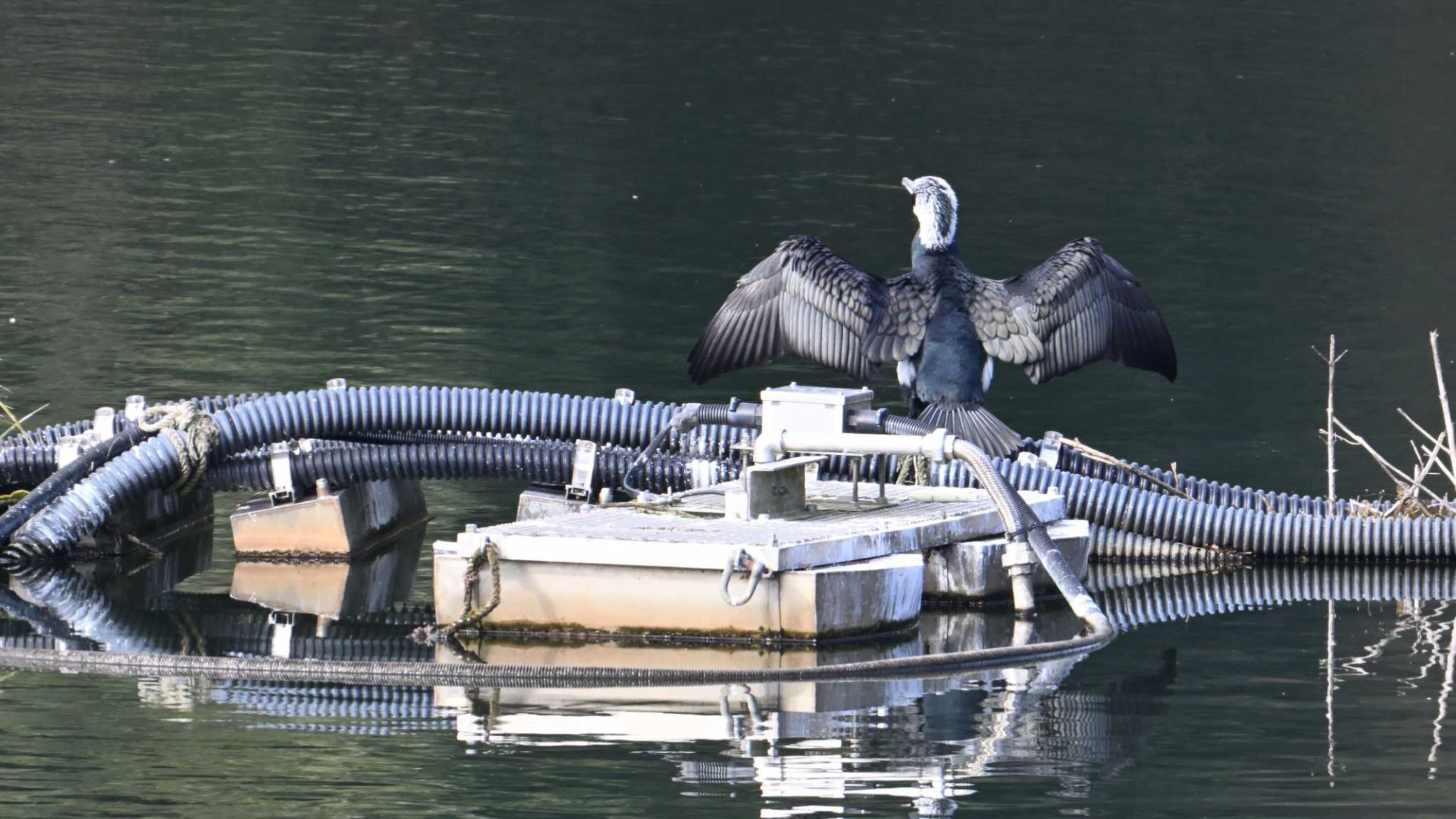 Great Cormorant