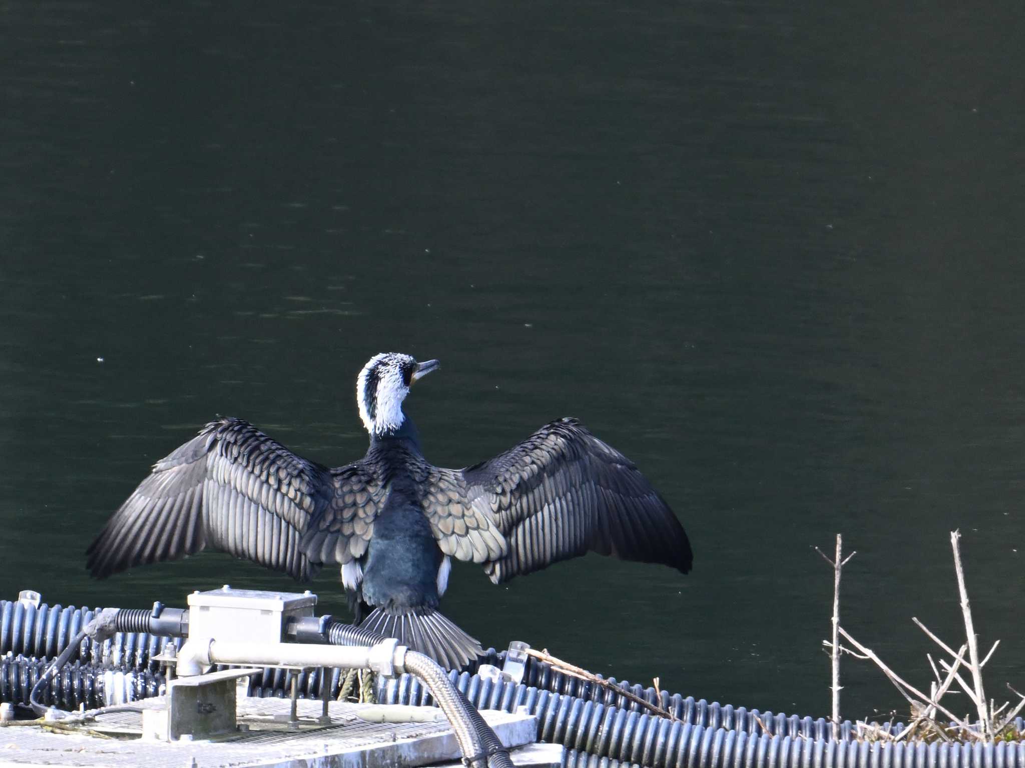 Great Cormorant