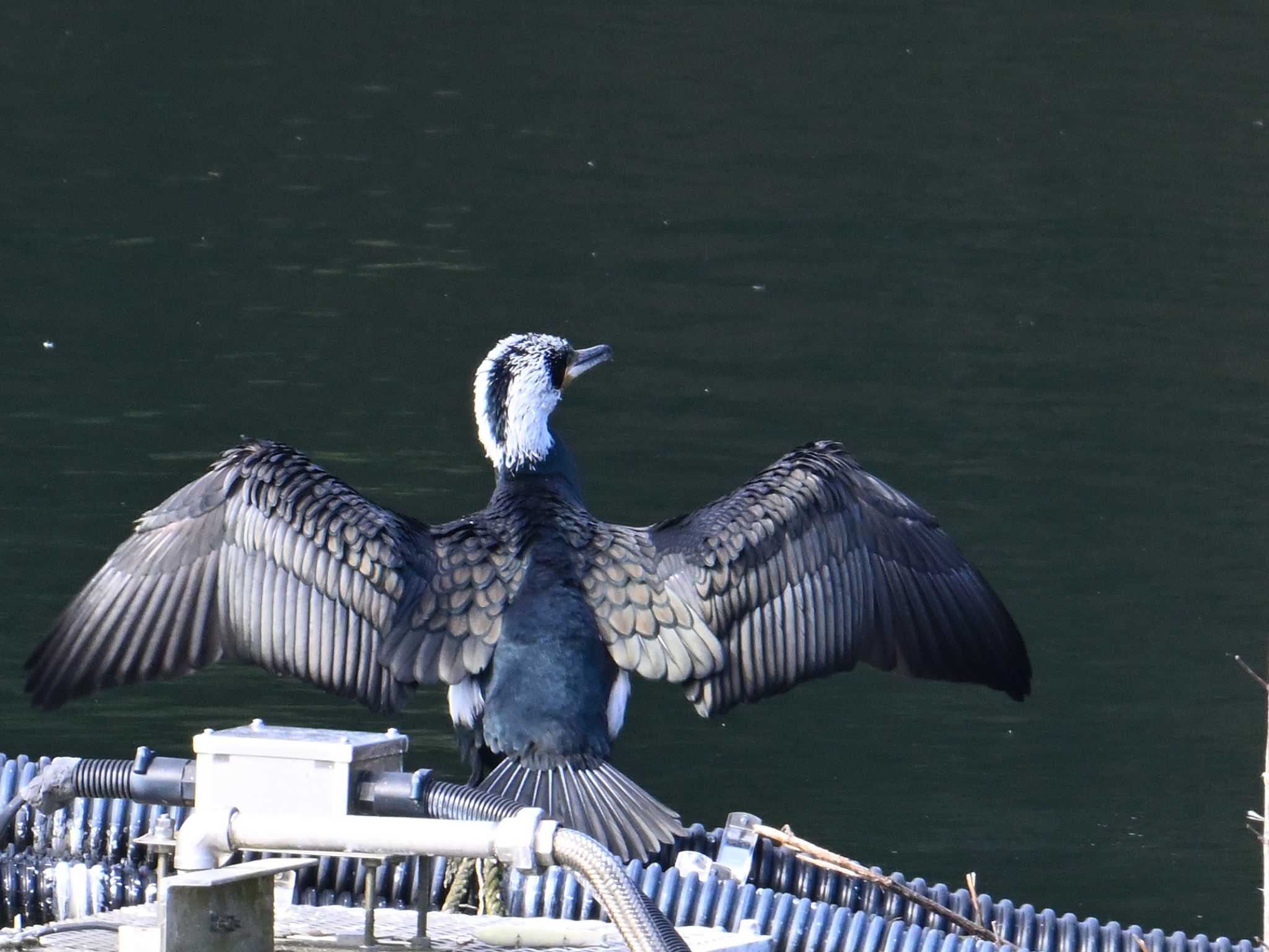 Great Cormorant