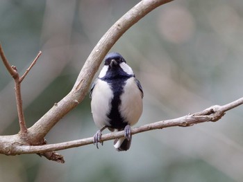 Japanese Tit 横浜市立金沢自然公園 Sat, 2/17/2024