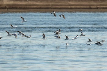 ユリカモメ 葛西臨海公園 2018年11月23日(金)