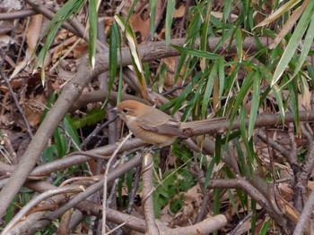 Bull-headed Shrike 横浜市立金沢自然公園 Sat, 2/17/2024