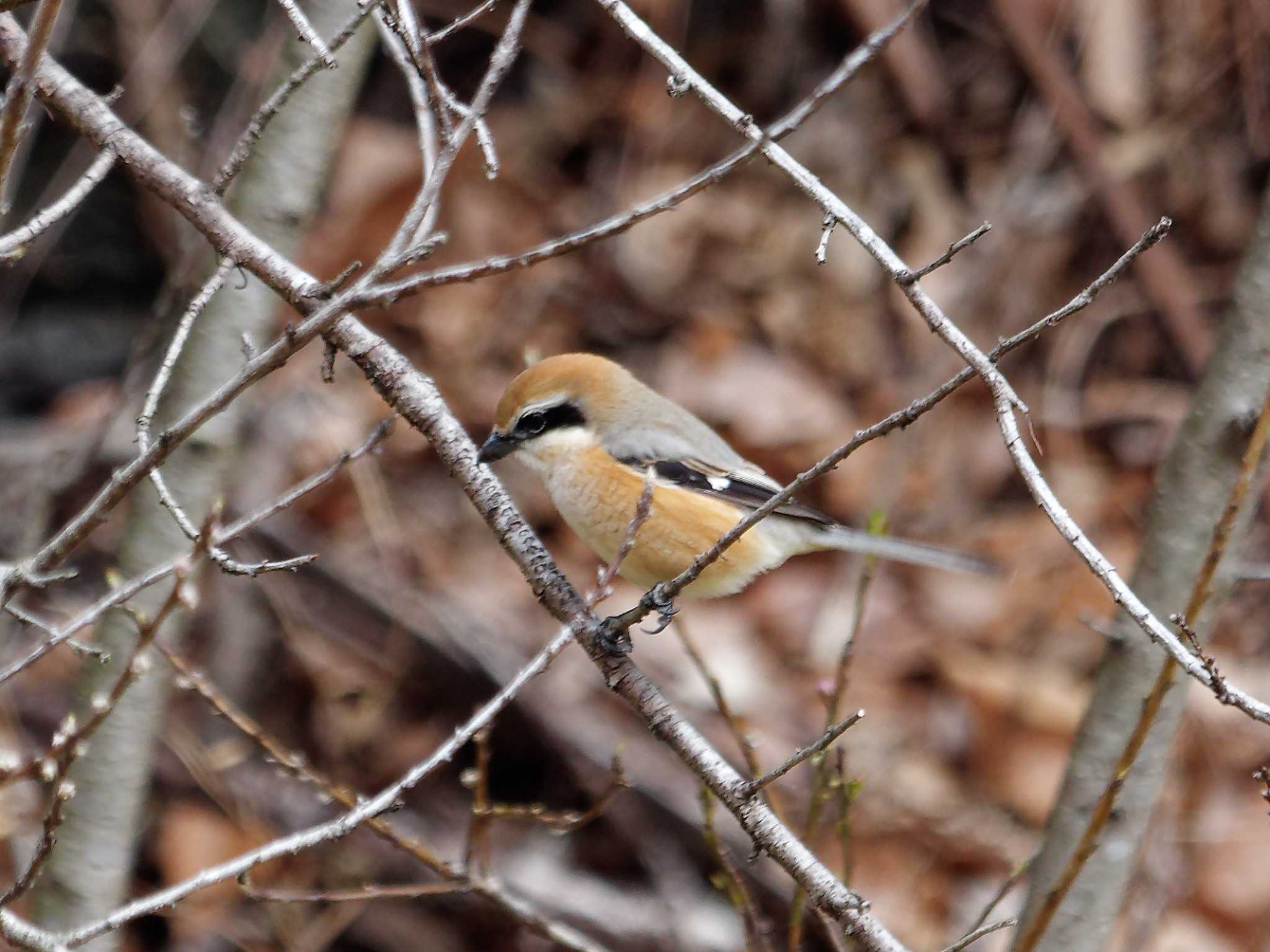 Photo of Bull-headed Shrike at 横浜市立金沢自然公園 by しおまつ