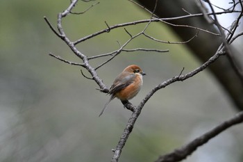 Bull-headed Shrike 四季の森公園(横浜市緑区) Sat, 2/17/2024