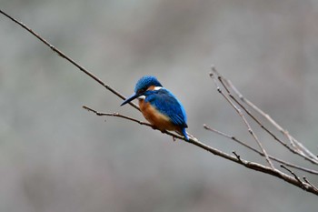 カワセミ 四季の森公園(横浜市緑区) 2024年2月17日(土)