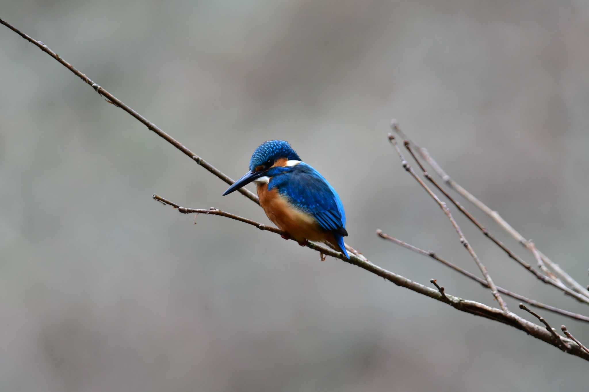 Photo of Common Kingfisher at 四季の森公園(横浜市緑区) by seigo0814