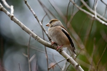 Hawfinch 四季の森公園(横浜市緑区) Sat, 2/17/2024