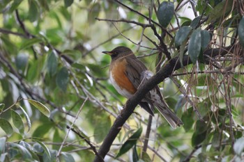 2024年2月15日(木) 鶴舞公園(名古屋)の野鳥観察記録