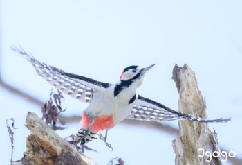 Great Spotted Woodpecker 札幌モエレ沼公園 Fri, 1/26/2024