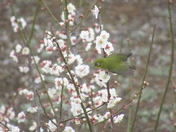 Sat, 2/17/2024 Birding report at 神奈川県横浜市