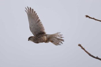 Common Kestrel 北海道　函館市　函館空港 Sat, 2/17/2024