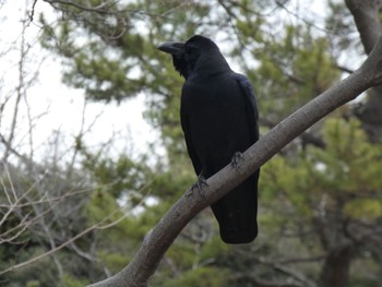 ハシブトガラス 鶴舞公園(名古屋) 2024年2月17日(土)