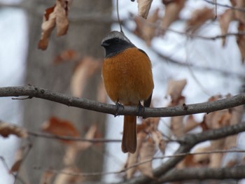 Daurian Redstart 鶴舞公園(名古屋) Sat, 2/17/2024