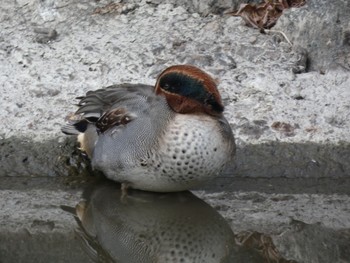 Eurasian Teal 鶴舞公園(名古屋) Sat, 2/17/2024